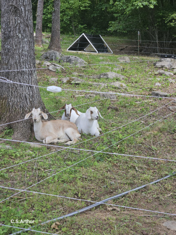 New Goat Goofin
