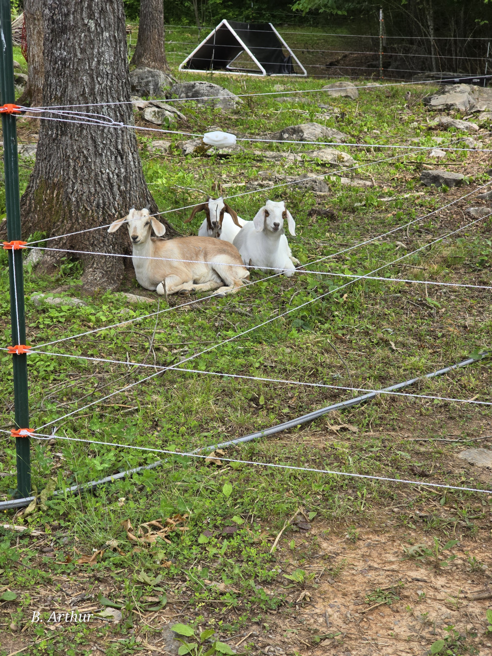 Arthur Family Ranch